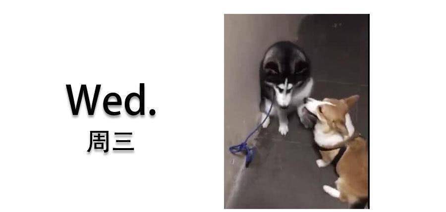 兄弟|二哈打架没赢过, 吵架没输过, 却被短腿柯基给办了