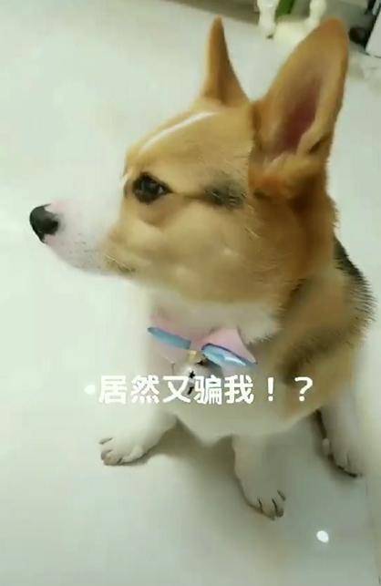 mmp|柯基机智识别骗局, 铲屎官你这个空气饼干是不是有点太明显了