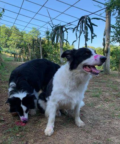 观点评论|狗狗满嘴鲜红,主人以为它们受伤了,靠近看才发现是个误会