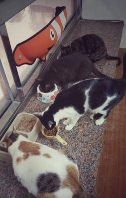 因为|浪猫每天凌晨3点准时来组团吃早餐