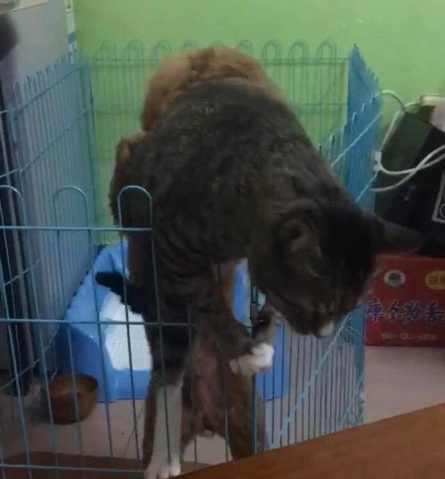 怎么自己在家给猫全身检查 df3a81911c544a6dba39057330f8c1d2.jpeg