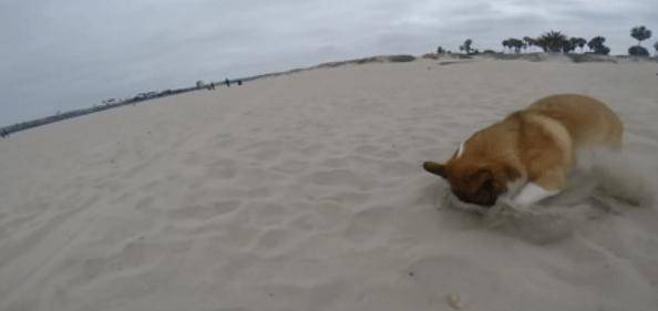 观点评论|带柯基去海边玩耍, 看到的情景让人笑喷, 小短腿, 果然是致命伤