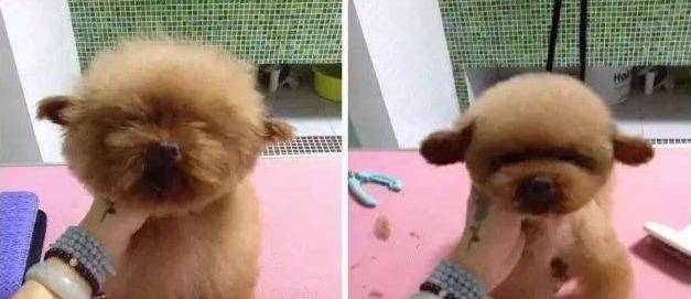 贵宾犬和泰迪犬怎么区别呢 五招 教你辨别