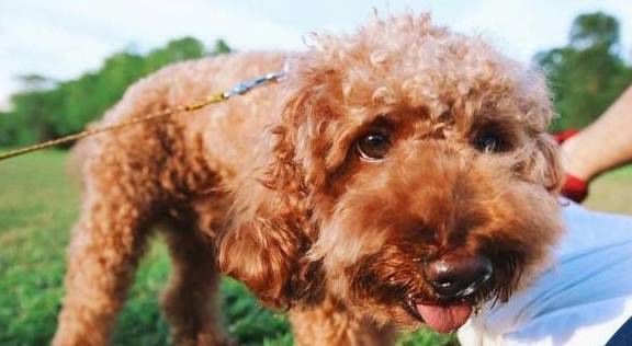 事情|能让“泰迪犬”开心的七件事，建议宠主常做