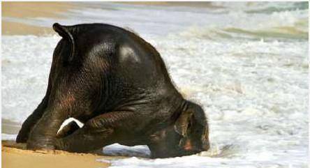 第一次见到海滩的大象宝宝, 舍不得离开竟躺在海滩上睡着了