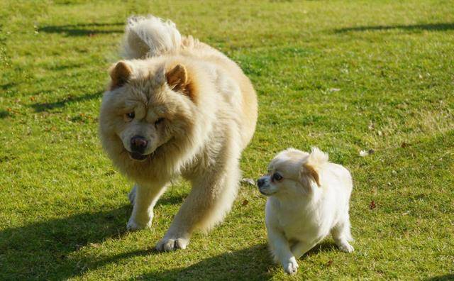 小狗|为何小狗总是向大狗挑衅？难道它不清楚自己打不过对方吗