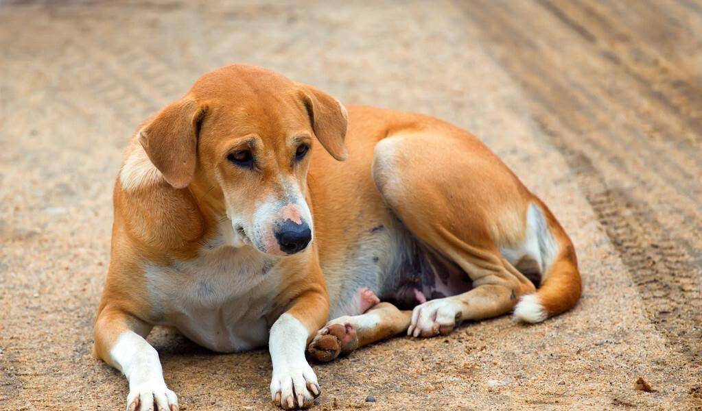 怎么看小狗是好和坏 7aaaf74f2cea4d2fa91504f5dae94699.jpeg