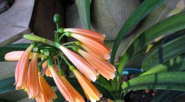 8811358405f44d01adfc421576e88a18.jpeg