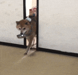 厕所|搞笑GIF：妹子，你跳的是真的好，忍不住看了好多遍