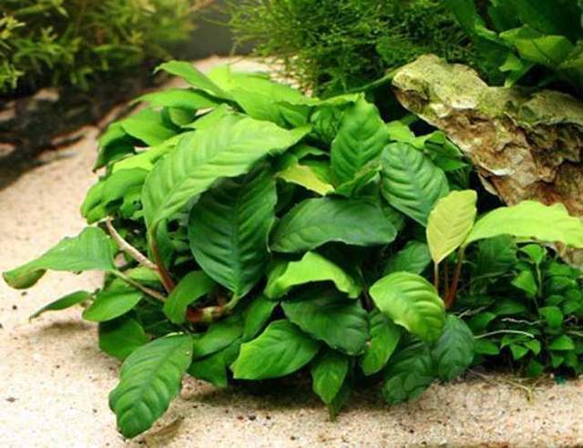 经典的植物志:咖啡巴榕anubias coffeefolia