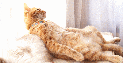 401_207gif 动态图 动图