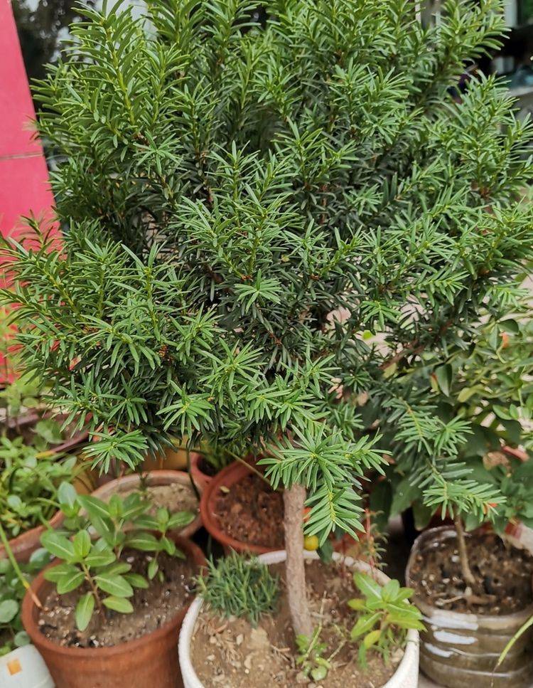 原创养红豆杉盆景满足2个基本条件才能结出漂亮的红豆