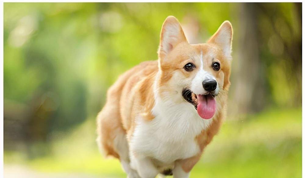 适合家里养的狗狗推荐 e60898ec9df64cb99d24b12a8bbbc7b6.jpeg