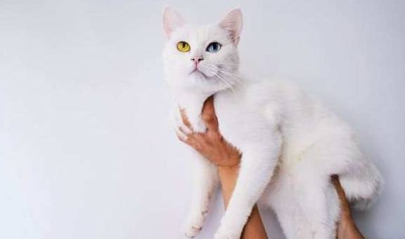 怎么自己在家给猫打疫苗 124f0597222240e2b99493229ebe19ee.jpeg