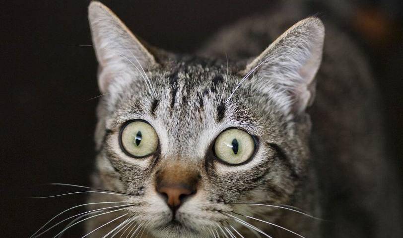 猫咪|铲屎官买了榴莲回家, 猫咪上前查看, 闻了后被臭得当场跌倒