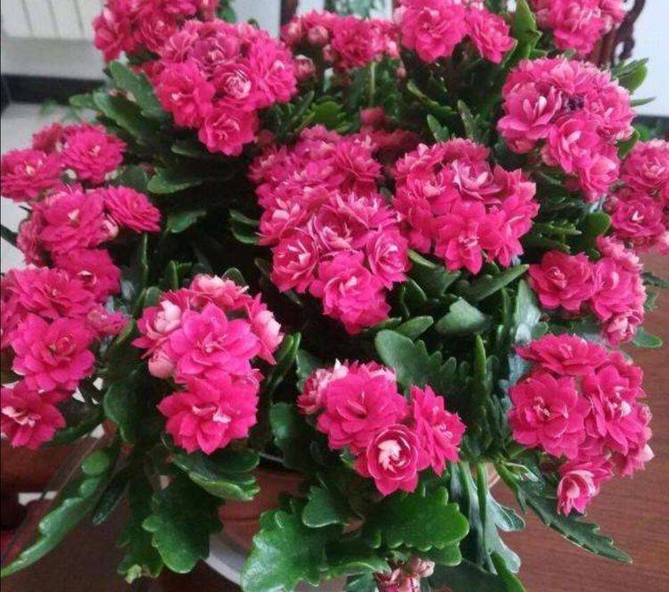 最美的花是什么品种 2ca1df14b8844861ae717260b36ecddc.jpeg