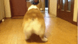 图片|柯基有三宝, 短腿、翘臀和扭腰!