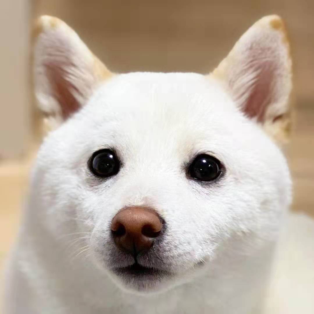 为什么白色柴犬价格比黑柴都要便宜？_搜狐网