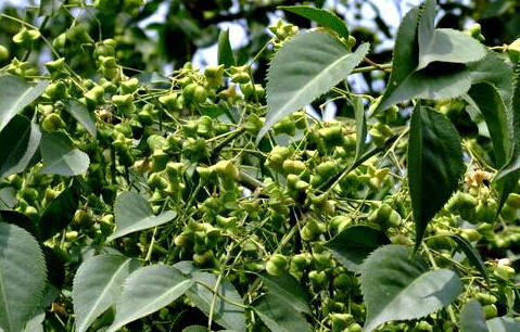 乡村!第二季"农产品直播慈利杜仲