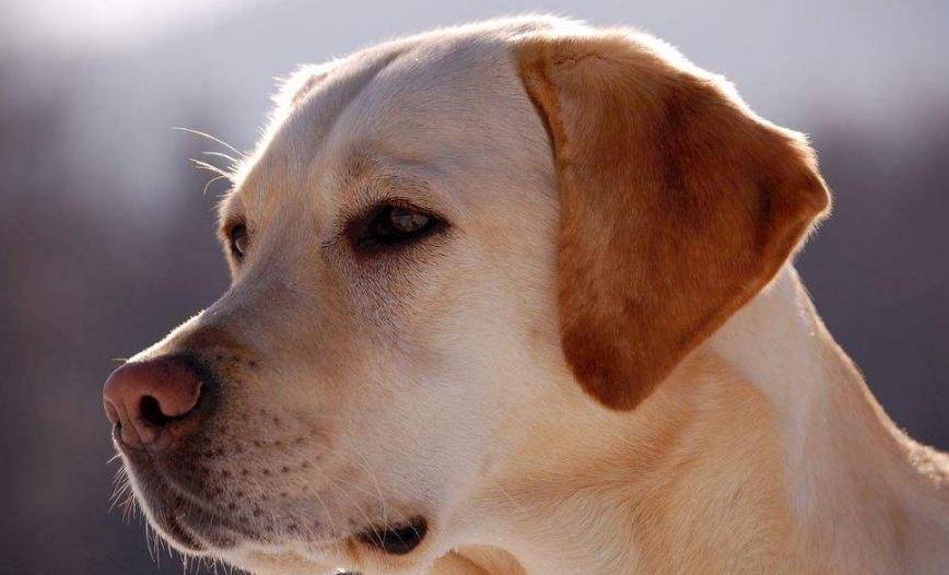 如果地球只剩下这 7种狗狗 你会选哪一只 Top