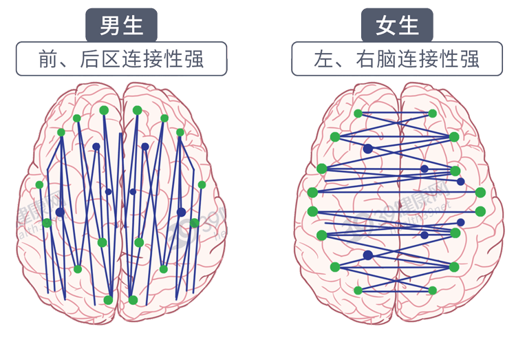 大脑结构的区别也会影响决策除了下半身带来的思维差异九叔为这一过程