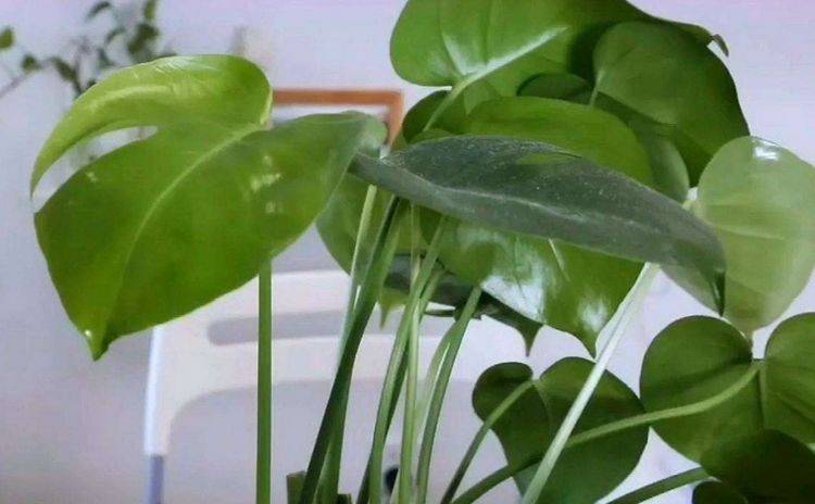 龟背竹怎么养才能长得好呢 ca7946873d5e4822940b92eb85bd4187.jpeg