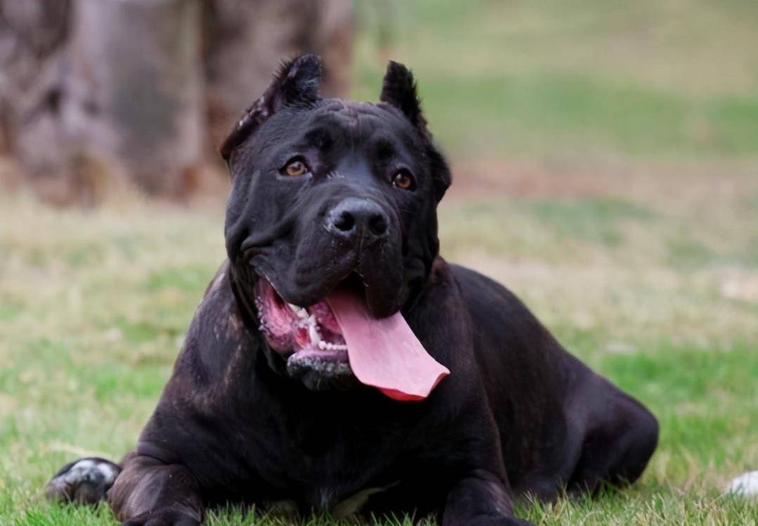 如果地球只剩下这 7种狗狗 你会选哪一只 Top