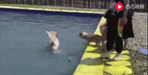 泳池|金毛骗柯基泳池水刚到大腿, 柯基纵身一跃结果傻眼了……