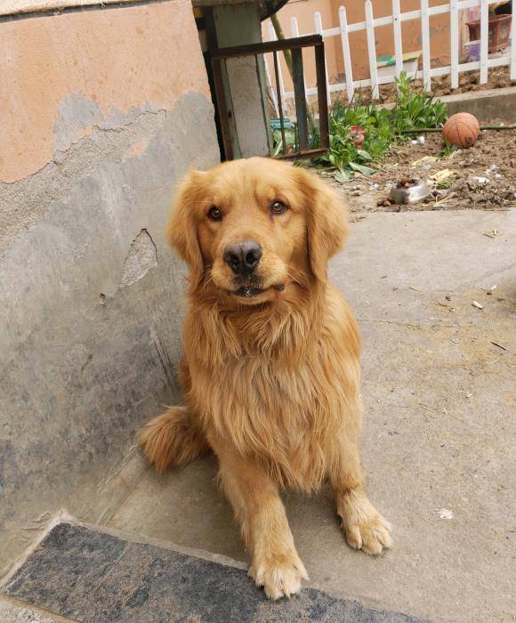 时间|金毛见到网友很害怕,它想要逃,结果还是被逼着握手