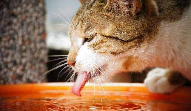 台湾有个可爱的猫村 终于可以尽情的吸猫啦 猫咪