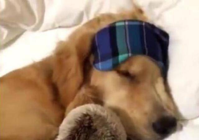 怎么养狗家里没味道 3846dcffacda4c23be503c7249cce665.jpeg