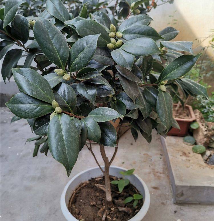 6月以后 茶花开始长花苞 现在做好4件事 花期才能大量开花 植株