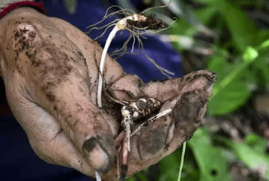 肝脏|肝脏有毛病时，还会“连累”其他器官？这5个问题不得不防