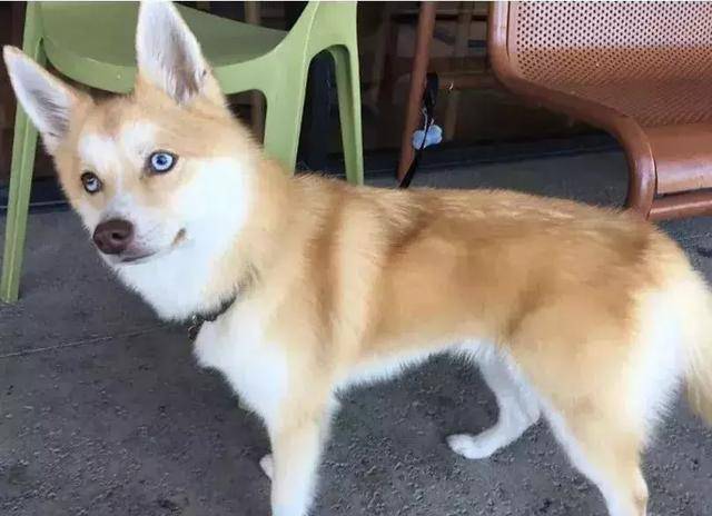 马尔济斯|确认过眼神, 是亲生儿子没有错!