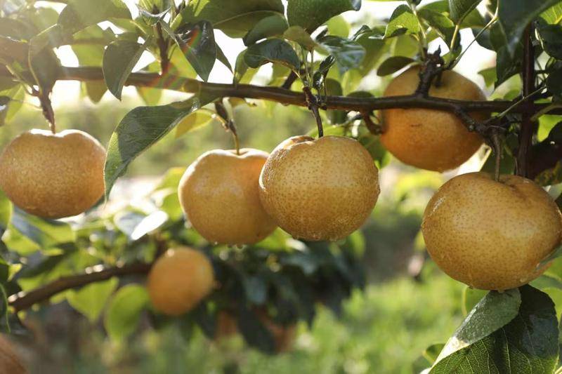 环境好了 腰包鼓了 金果树上"结出"了好日子_村民