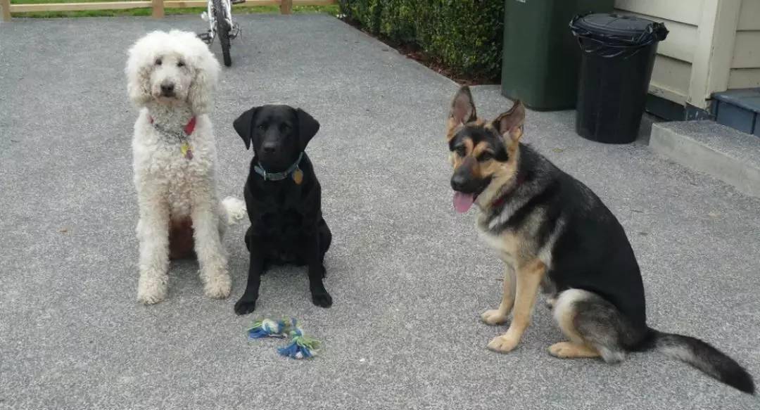 观点评论|一招教会狗狗后退 生活品质提升10倍