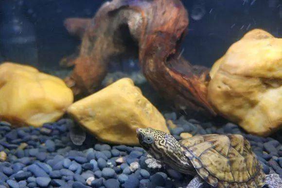 乌龟怎么下班 aadb165061e946969dcb458ae087dbc0.jpeg