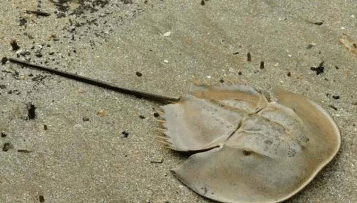 蓝色血液的鲎图片 b7858e0ad6cc47b7ba1222610be1a7ea.jpeg