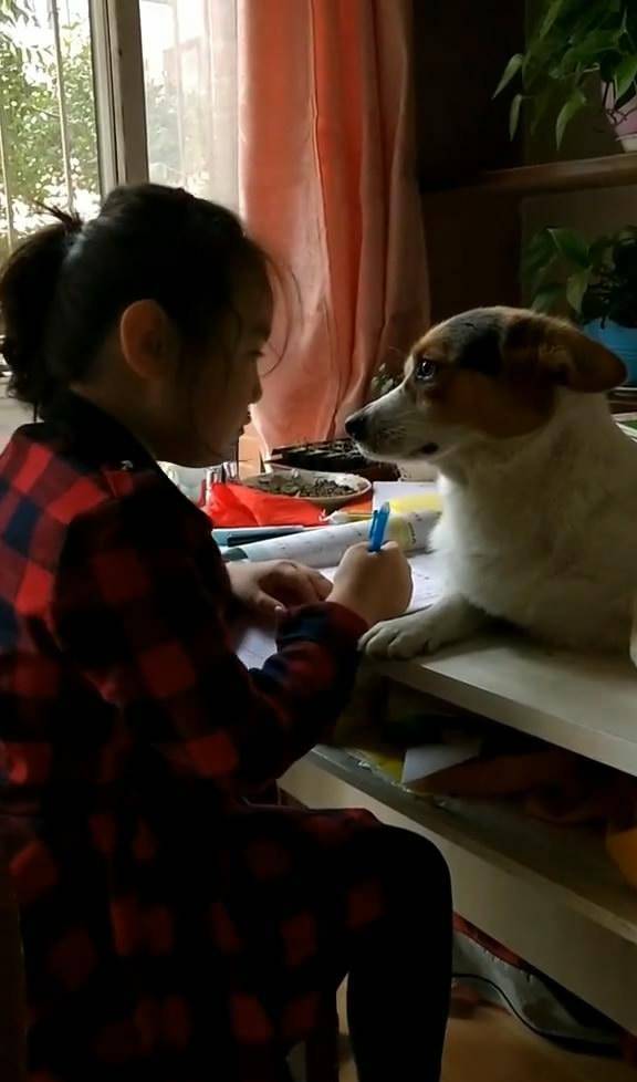 回医生|自从有了柯基监督女儿写作业, 我的身体好多了, 血压再也不高了