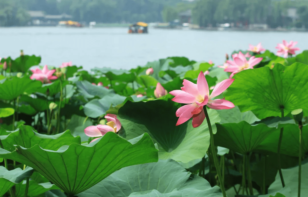 摄影|花式避暑，一见“清”心！只需一瞥，便足以把酷夏原谅…