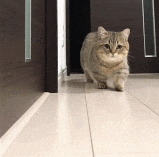 猫咪|腿长一米七，神似小柯基的短腿猫，打起架来无人能拦得住，好凶