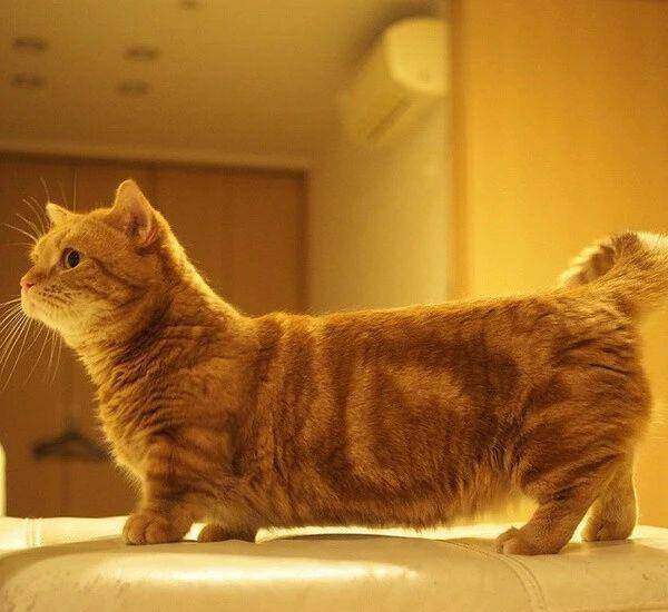 猫咪|腿长一米七，神似小柯基的短腿猫，打起架来无人能拦得住，好凶