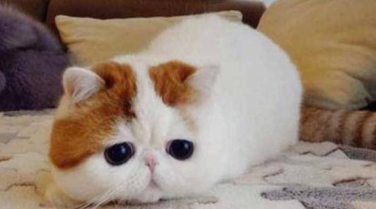 猫咪|给大家分享一下加菲猫日常饮食，怎么才能让加菲猫长胖？