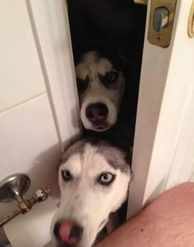 观点评论|一招教会狗狗后退 生活品质提升10倍