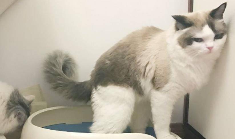 猫咪乱尿这个玄学问题，该如何解决？总有一款解决方案适合你
