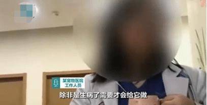 主人花1万元给猫咪割双眼皮，被网友狂怼：有考虑过猫的感受吗？