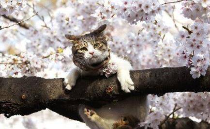 为什么有的猫不会爬树 0704ac4019994004a2a9abe81f7988e7.jpeg