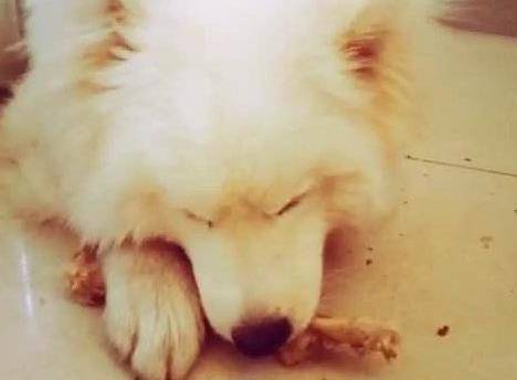 方法|你知道小狗狗挑食要怎么办吗？这些方法能彻底解决挑食问题