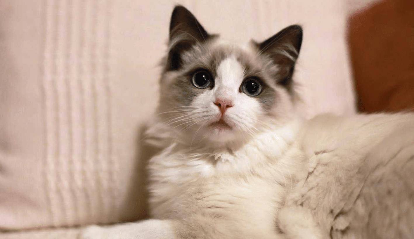 猫咪|盘点四种撸起来手感超好的喵星人，看看你家的猫咪上榜了没？