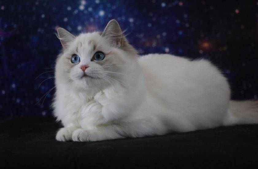 猫咪小课堂 化毛膏有必要买吗 有什么作用 毛球